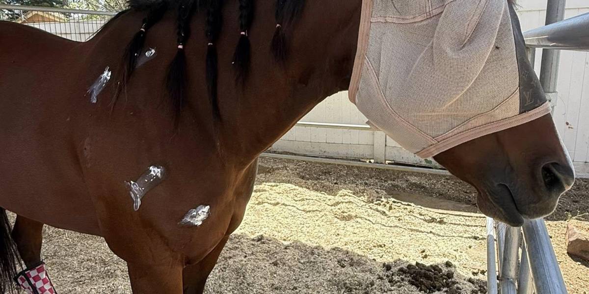 Detail, propiedad de Arielle Phillips, es uno de los caballos heridos por la joven competidora.