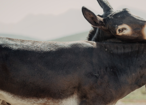Burro Rodeo Nuestros Expertos: híbridos especiales, burros manaderos y caballo burrero