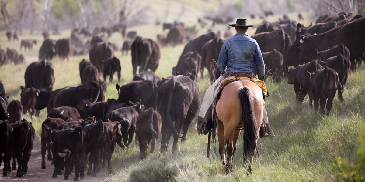 En algunas regiones de México, el 27 de julio se celebra el Día del Vaquero, también en enero hay un fecha para ello, mientras que en EU se celebra el cuarto sábado de julio.