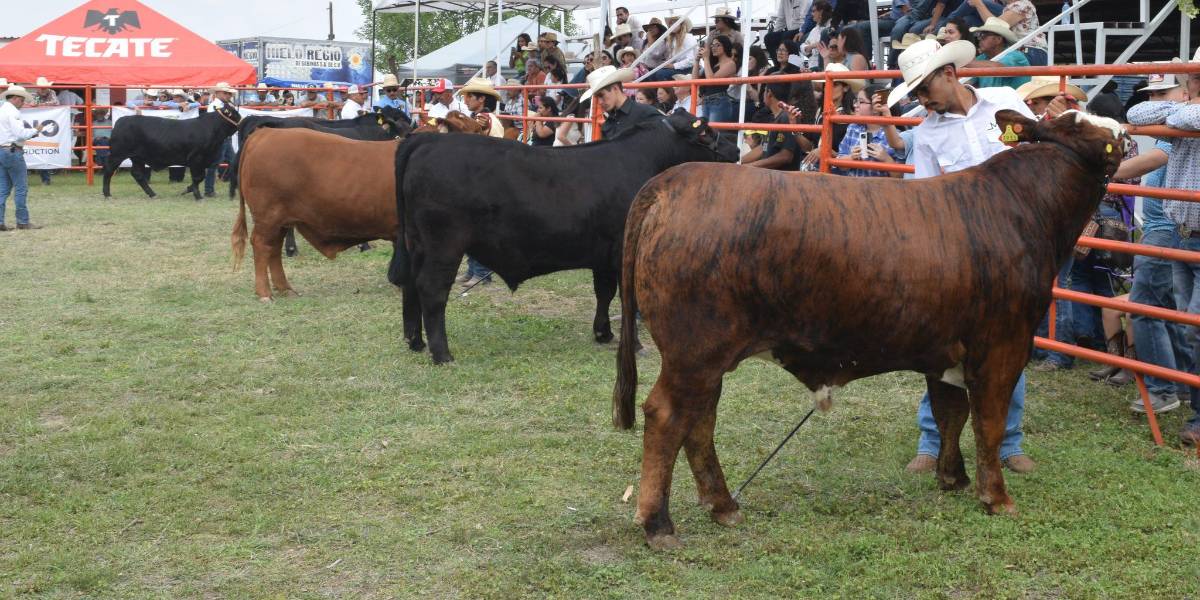 Concurso del Novillo Gordo Expoasis 2025. FOTO: REDES SOCIALES