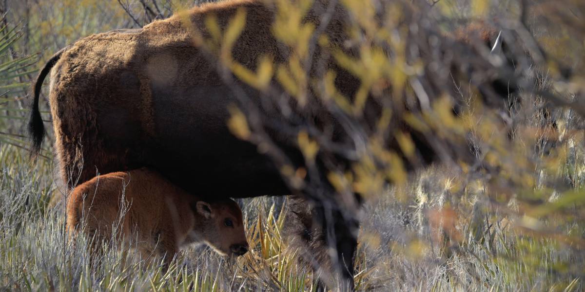 Crece la manada de bisontes en Cuatrociénegas; nacen tres crías