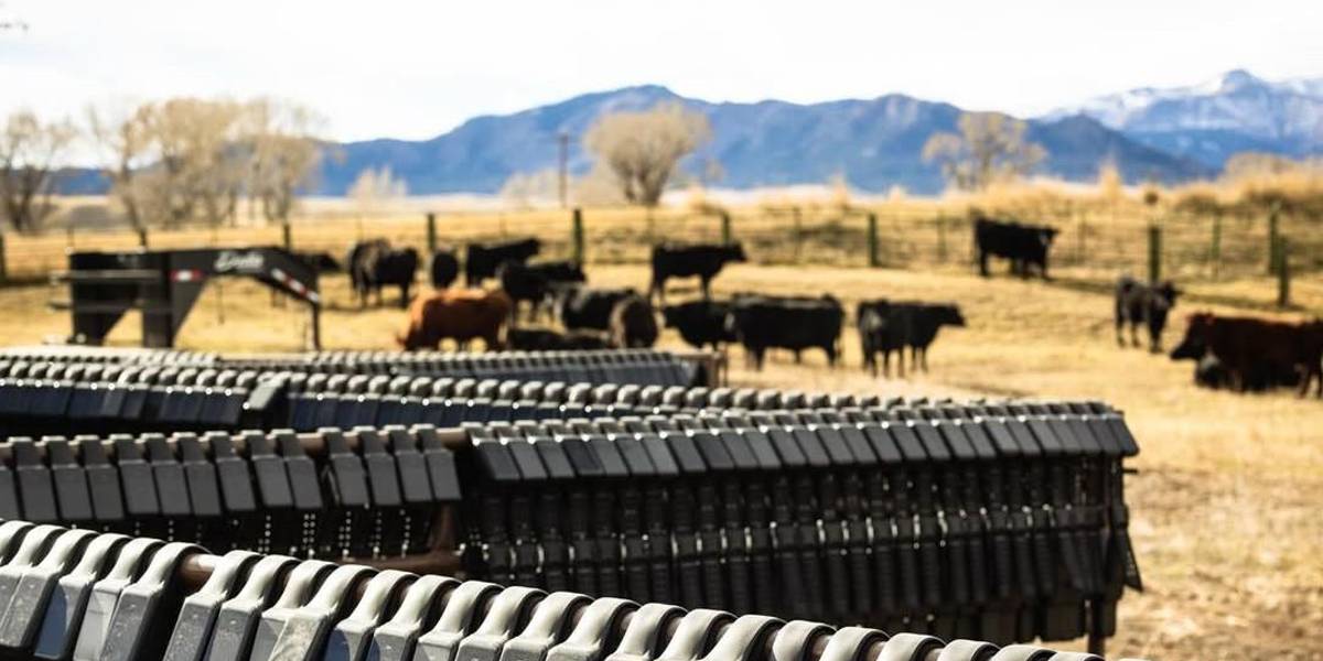 FOTOS: CORTESÍA HALTER E INTERNET