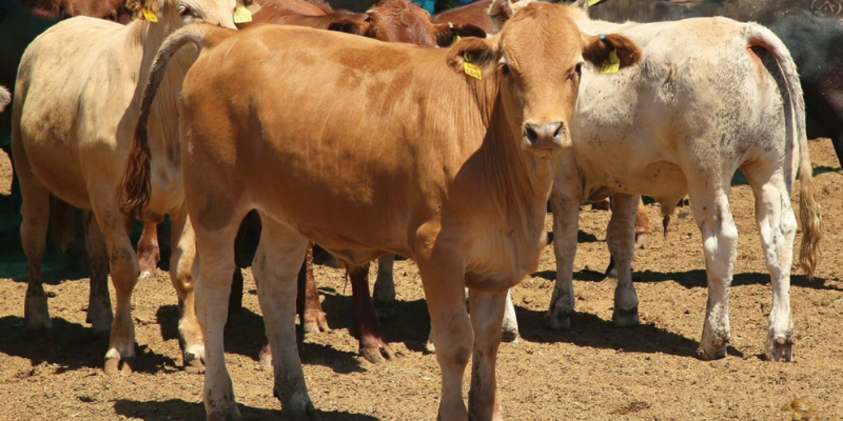 Ante la llegada de la temporada de alta producción de ganado, en Coahuila se espera que la frontera se reabra en el corto plazo, pues la presencia del gusano barrenador se ha contenido.