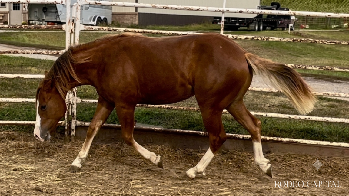 Caballos Leyenda: Nu Cash, el legendario semental alazán