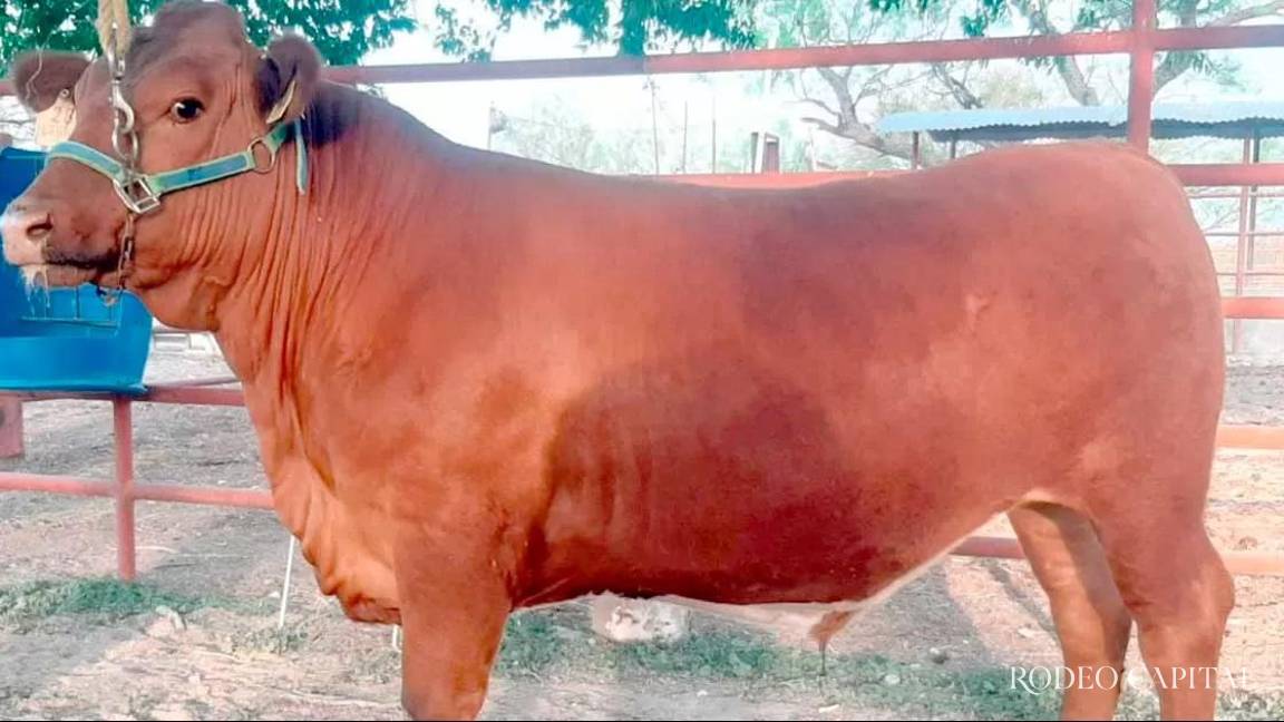 Gastronomía y ganadería en un solo evento: Preparan la Feria Ganadera Saltillo 2025