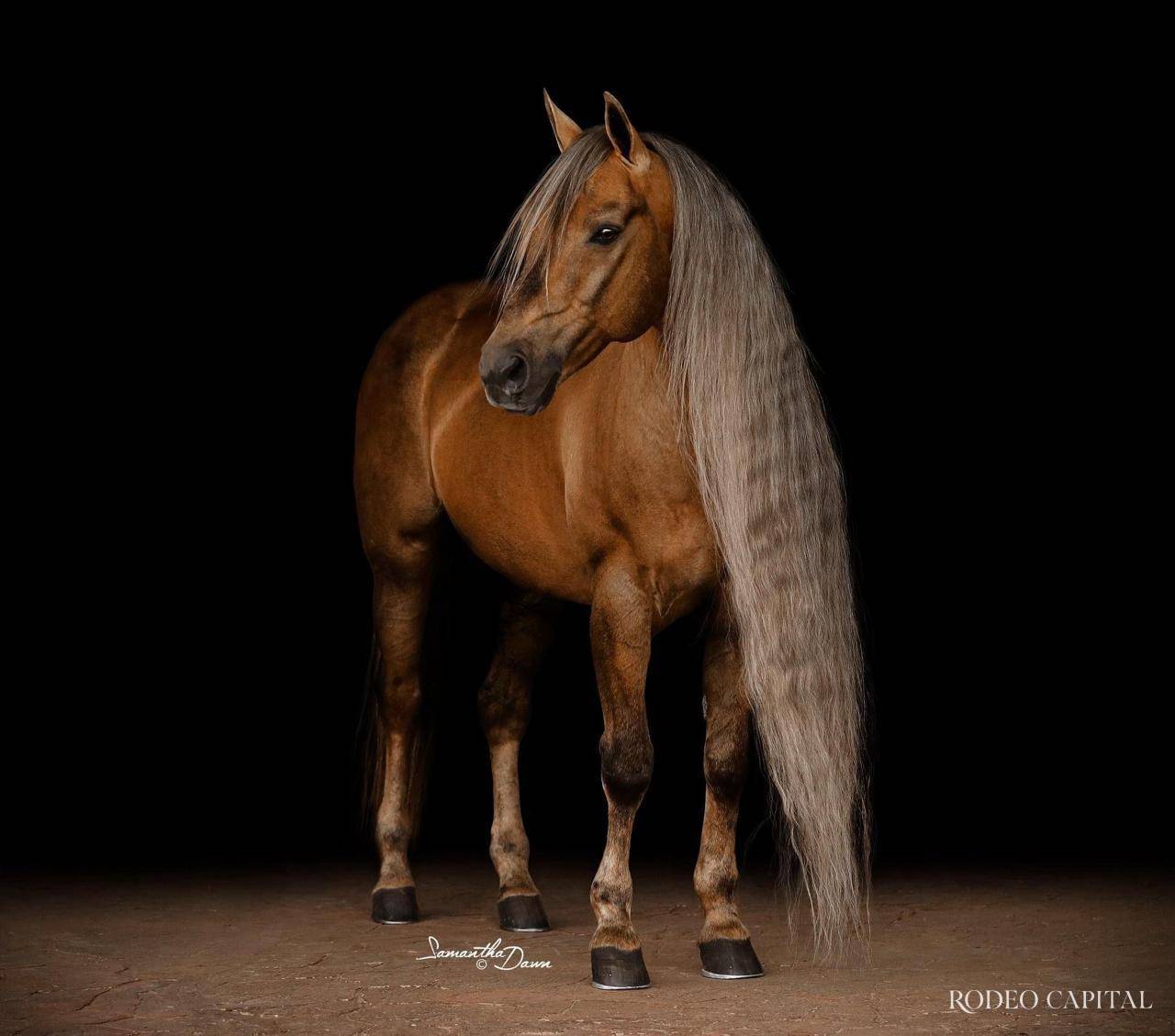 $!Látigo Dun It o “Hollywood”. FOTO: CORTESÍA SAMANTHA DAWN-FOTOGRAFÍA