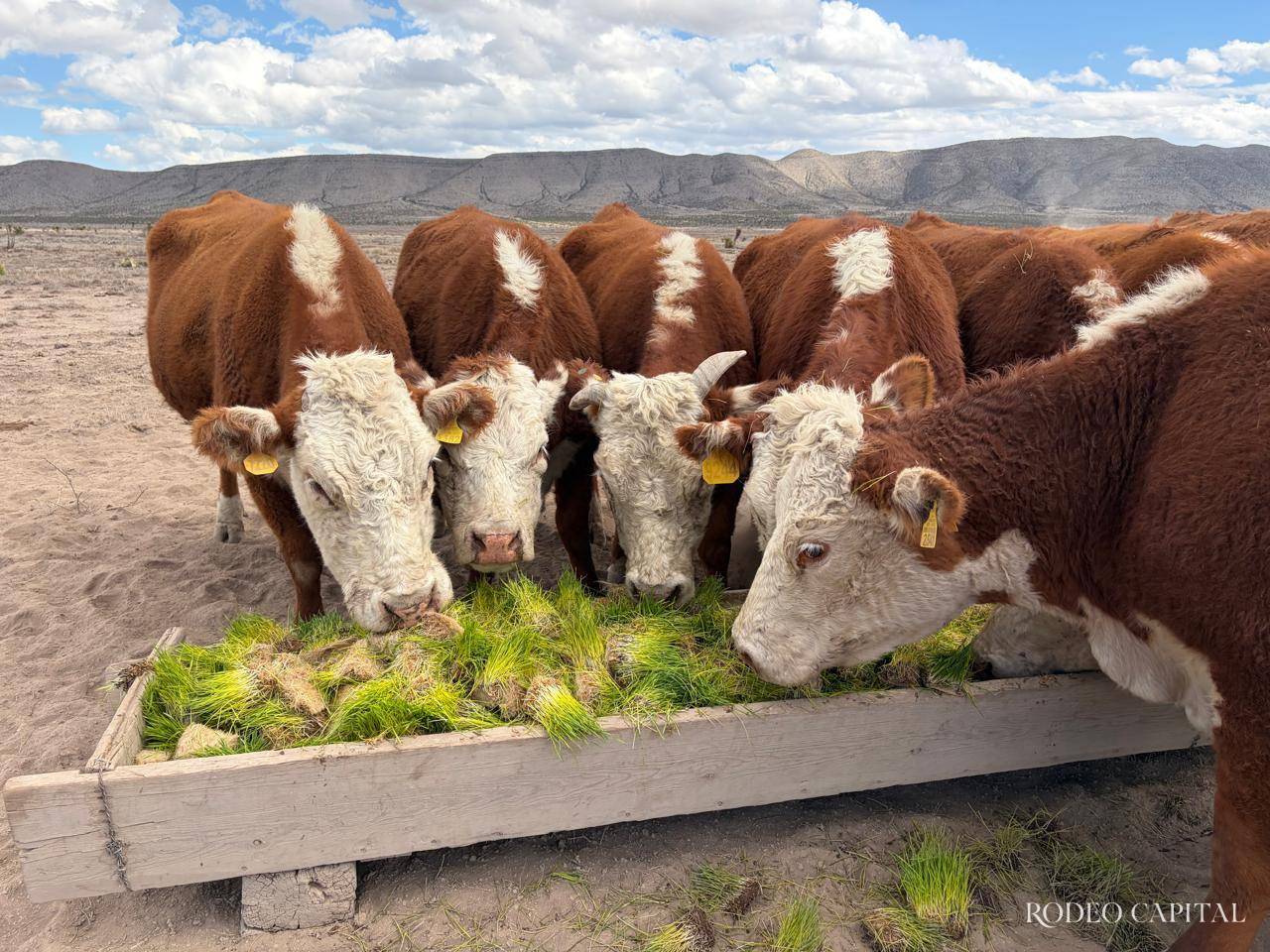 $!Ejemplares Hereford alimentados con forraje hidropónico, reflejo de una genética adaptada y bien seleccionada.