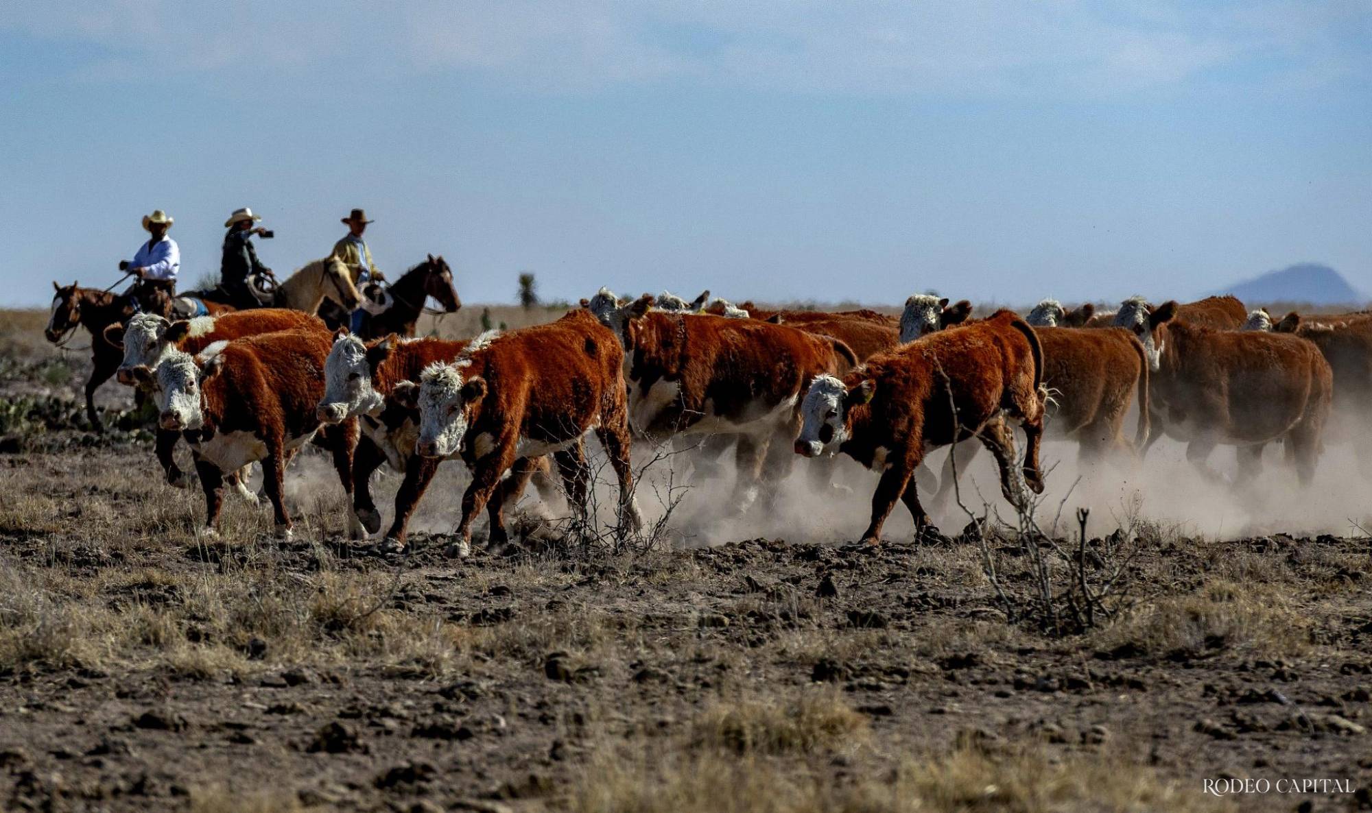 $!Entre arreos y polvo se consolida un modelo ganadero donde la tradición y la innovación caminan juntas.