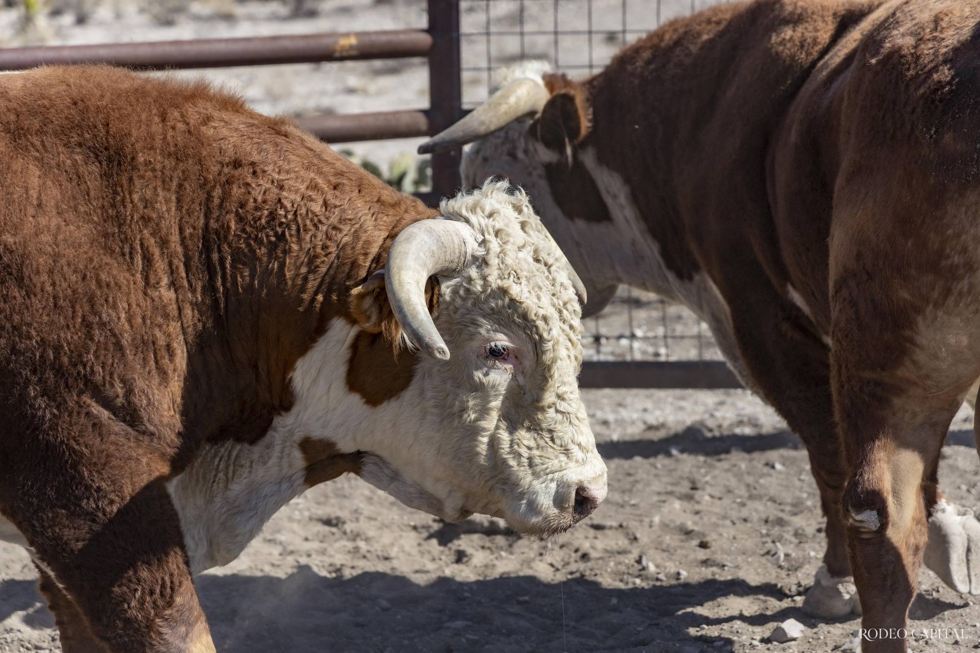 $!Ganadería Cimarrón: Un legado con nombre de mujer