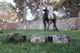 Cat Bird, el toro que ha puesto a prueba a los mejores jinetes del país.