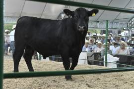 La segunda subasta del Rancho Santa Elena permitió el intercambio comerciales entre ganaderos de Coahuila y otras entidades.