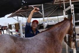 Con una app de celular Felipe González hace posible garantizarle a un caballo una montura que le dará comodidad y mejor desempeño en competencia.