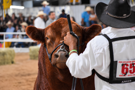 Un ejemplar Angus es conducido en pista durante la Exposición Nacional Angus, uno de los encuentros ganaderos más importantes del Rodeo Saltillo.