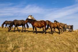 Parte de la salud del caballo implica que pueda socializar con otros animales.