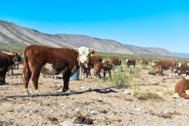 En este rancho se cría ganado hereford desde hace más de 70 años.