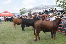 Concurso del Novillo Gordo Expoasis 2025. FOTO: REDES SOCIALES