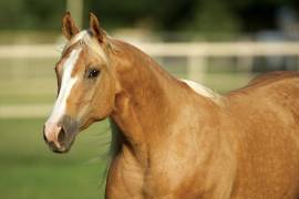 Caballos leyenda: Wimpys Little Chic, la yegua que hizo historia en el reining mundial