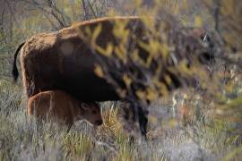 Crece la manada de bisontes en Cuatrociénegas; nacen tres crías