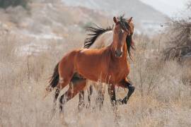 Fenicio, un caballo producto del cruzamiento de una yegua criolla con un caballo Kiger Mustang, marca el inicio del proyecto para definir el fenotipo del caballo criollo mexicano.