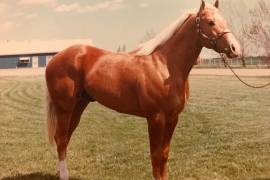 En el año 2022, Sun Frost fue inducido al Salón de la Fama de la Asociación Americana de Cuartos de Milla (AQHA).