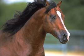 Caballos leyenda: Peppy San Badger, un equino Cuarto de Milla