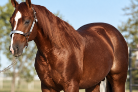 Smart Little Lena conquistó el NCHA Futurity de 1982 en Fort Worth, Texas.