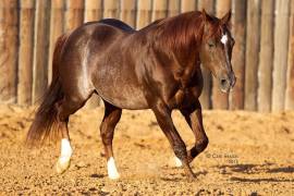 High Brow Cat fue incluido en el Salón de la Fama del Caballo Cuarto de Milla Americano en 2023.