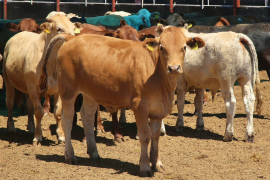 Ante la llegada de la temporada de alta producción de ganado, en Coahuila se espera que la frontera se reabra en el corto plazo, pues la presencia del gusano barrenador se ha contenido.