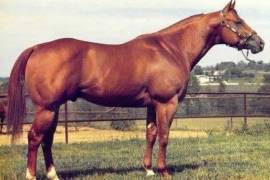 Caballos leyenda: Impressive