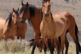 Los mustangs kiger y sulphur conservan una carga genética clave para rescatar al caballo criollo mexicano.