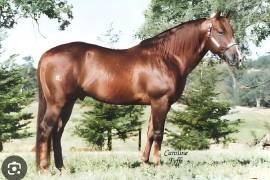 Topsail Cody murió el 23 de febrero del 2002.