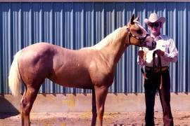 Diamonds Sparkle nació en 1974, hija de Mr. Diamond Dude y la famosa yegua Pollyanna Rose.