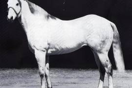 Caballos Leyenda: Jackie Bee, con espíritu que trasciende