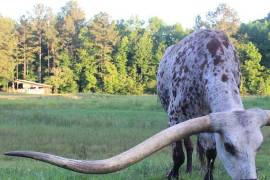 En el 2020 se registró el récord Guinness de un toro con cuernos de un largo de 262.5 centímetros, que en ese momento tenía un valor de 500,000 dólares.