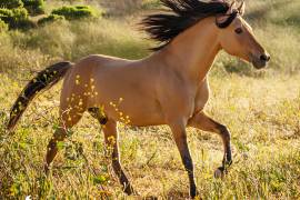 Donner, el mustang Kiger que inspiró a Spirit, nació en 1995 y se convirtió en uno de los caballos más famosos del cine animado.