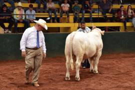 Su trayectoria como juez internacional lo ha llevado a evaluar las principales razas productoras de carne.