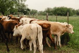 En los ranchos del norte de México, los cercos no sólo delimitan terrenos: son la base para organizar el pastoreo y cuidar el equilibrio del pastizal.