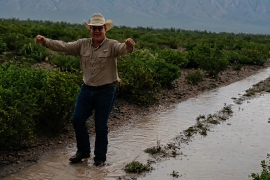 Pulso Ganadero: Cuando llueve en el desierto