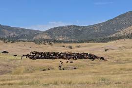 La estrategia es una alternativa para regenerar la fertilidad de los suelos y regresar la rentabilidad a los ranchos y la ganadería.