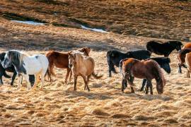 Aquellos equinos que no fallecieron, tendrán daños cardiacos el resto de su vida.