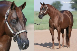 Caballos leyenda: Topsail Whiz