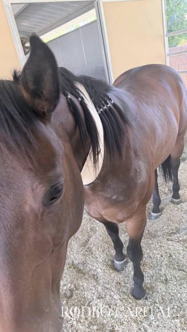 $!Sully, el caballo de Hailey Krahenbuhl, fue herido en el cuello, muy cerca de la yugular.