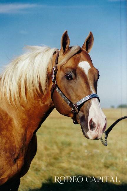 $!Sun Frost fue humanamente sacrificado en enero del 2007 a la edad de 28 años.