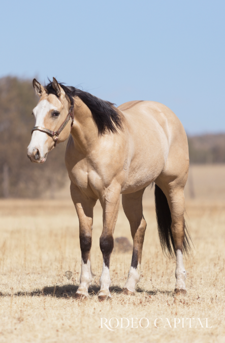 $!Las Tunas: el rancho mexicano con la mejor remuda AQHA