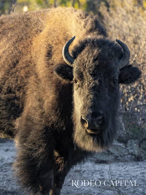 $!Protegido y libre, el bisonte americano retoma su lugar como especie clave del ecosistema de Cuatro Ciénegas.