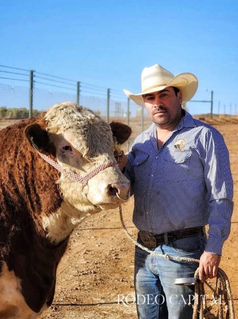 $!Cada postura cuenta: así se moldea un bovino para destacar ante el juez y conquistar la pista.