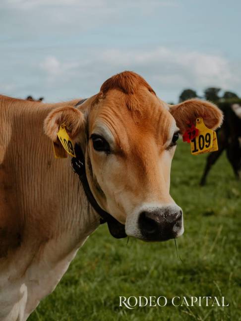 $!Cercado virtual en ganadería: cómo los collares GPS revolucionan el manejo del hato y la conservación del campo