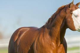 Caballos leyenda: Gunner, el legado de un campeón
