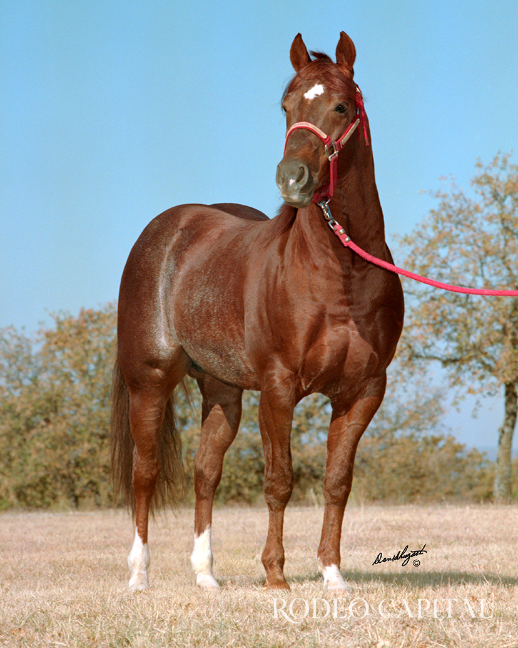 $!El 27 de octubre de 2019, a los 31 años, High Brow Cat fue enterrado en el rancho de Darren, al sur de Fort Worth, Texas.