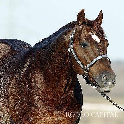 $!Caballos Leyenda: Un semental histórico, High Brow Cat